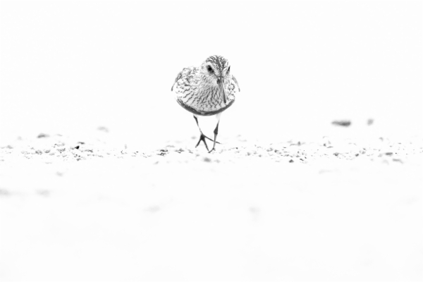 Correlimos común - Calidris alpina