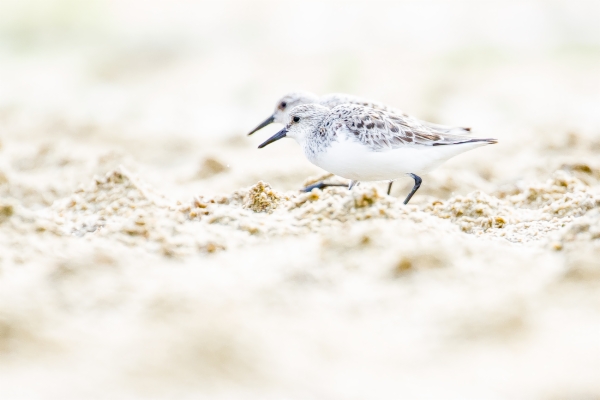 Correlimos común - Calidris alpina
