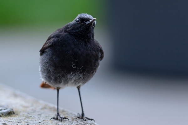 fotografía de Colirrojo tizón macho - Phoenicurus ochruros