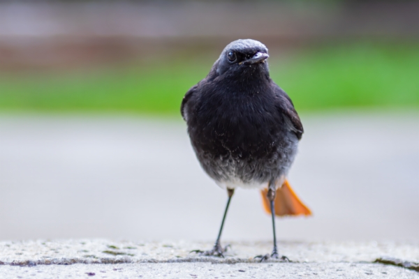 fotografía de Colirrojo tizón macho - Phoenicurus ochruros