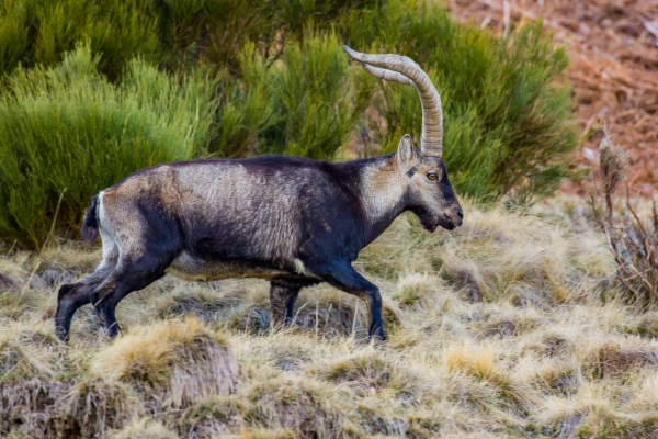 Cabra montesa - Capra pyrenaica victoriae