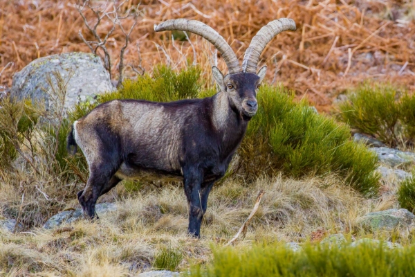 Cabra montesa - Capra pyrenaica victoriae