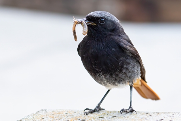 fotografía de Colirrojo tizón macho - Phoenicurus ochruros