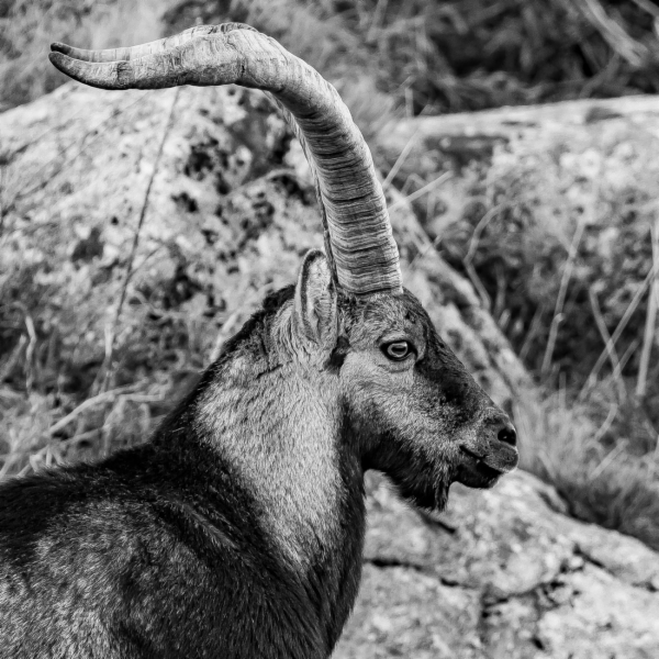 Cabra montesa - Capra pyrenaica victoriae