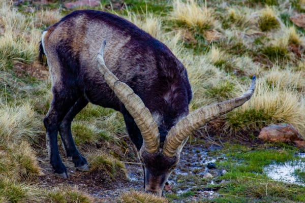 Cabra montesa - Capra pyrenaica victoriae