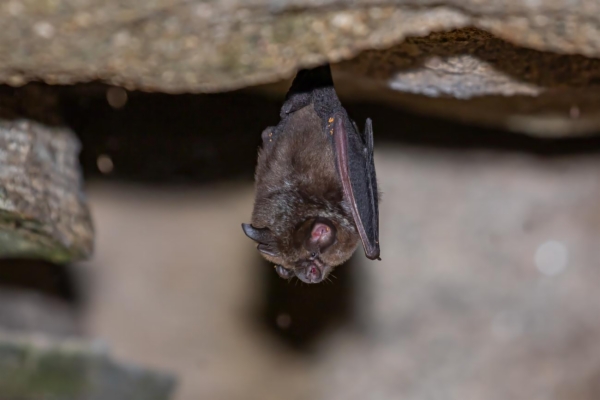 fotografía de Murciélago pequeño de herradura - Rhinolophus hipposideros