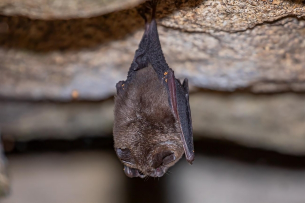fotografía de Murciélago pequeño de herradura - Rhinolophus hipposideros