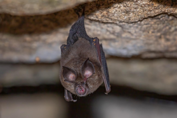 fotografía de Murciélago pequeño de herradura - Rhinolophus hipposideros