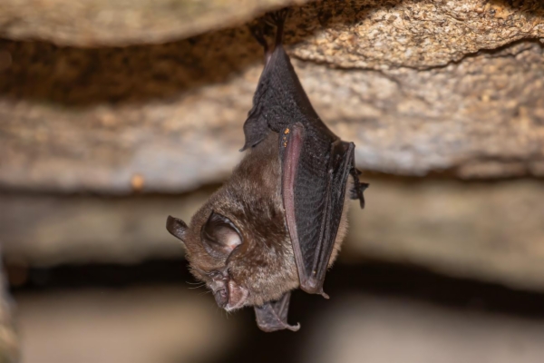 fotografía de Murciélago pequeño de herradura - Rhinolophus hipposideros