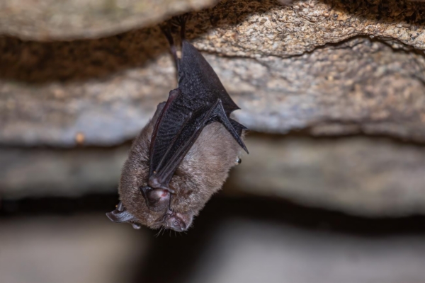 fotografía de Murciélago pequeño de herradura - Rhinolophus hipposideros