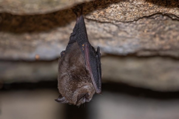 fotografía de Murciélago pequeño de herradura - Rhinolophus hipposideros
