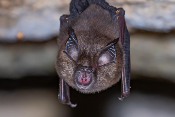fotografía de Murciélago pequeño de herradura - Rhinolophus hipposideros