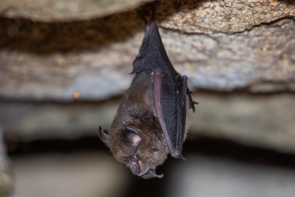 fotografía de Murciélago pequeño de herradura - Rhinolophus hipposideros