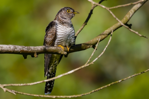 fotografía de Cuco común - Cuculus canorus