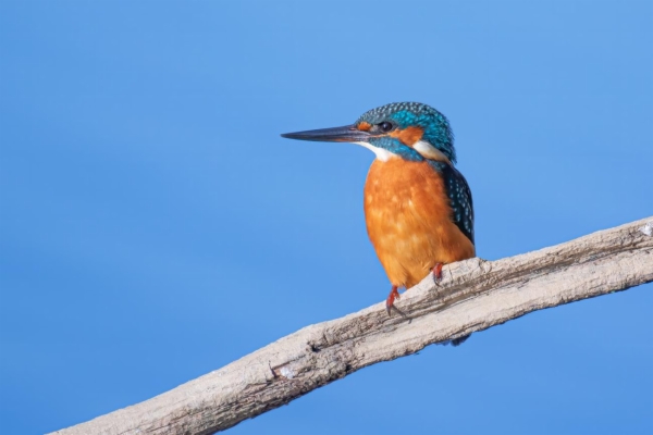 fotografía de Martín pescador común - Alcedo atthis