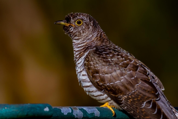 fotografía de Cuco común - Cuculus canorus