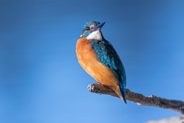 fotografía de Martín pescador común - Alcedo atthis