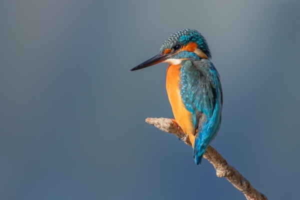 fotografía de Martín pescador común - Alcedo atthis