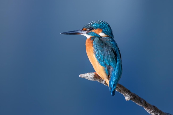 fotografía de Martín pescador común - Alcedo atthis