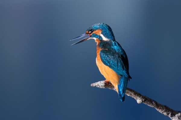 fotografía de Martín pescador común - Alcedo atthis