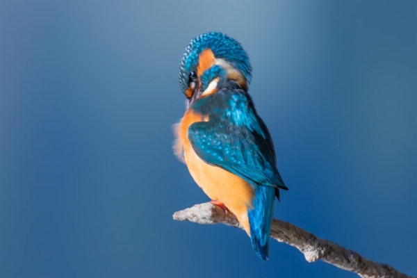 fotografía de Martín pescador común - Alcedo atthis