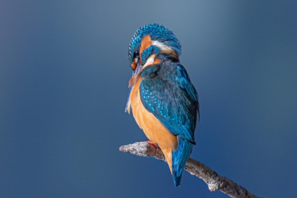 fotografía de Martín pescador común - Alcedo atthis