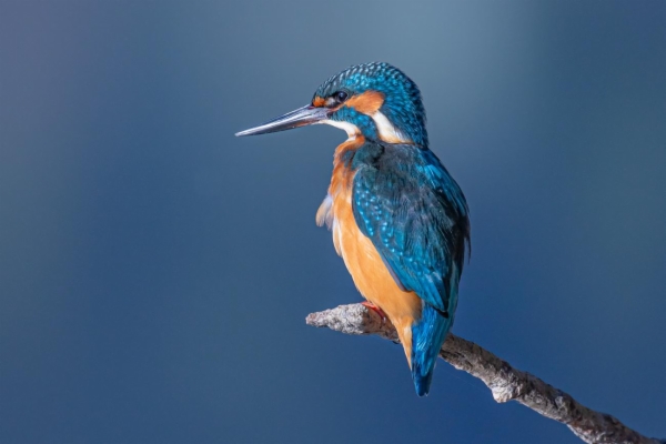 fotografía de Martín pescador común - Alcedo atthis