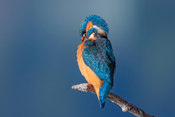fotografía de Martín pescador común - Alcedo atthis