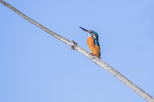 fotografía de Martín pescador común - Alcedo atthis