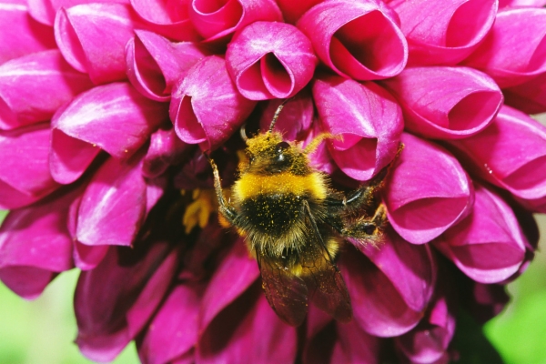 Abejorro común polinizando - Bombus terrestris