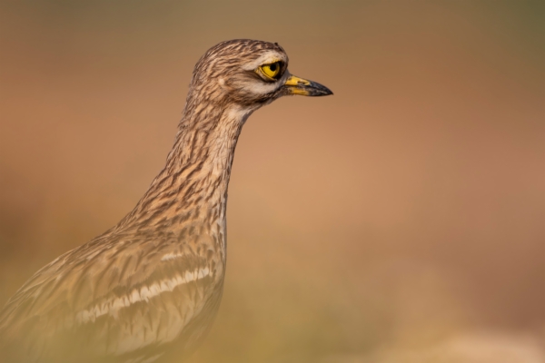 Alcaraván común - Burhinus oedicnemus