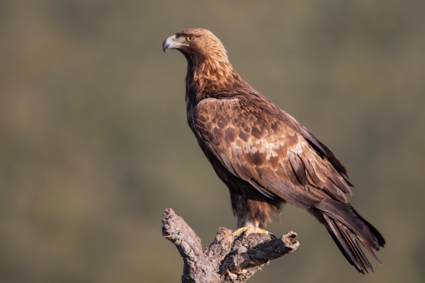 Águila real - Aquila chrysaetos