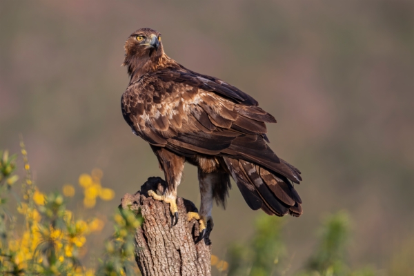 Águila real - Aquila chrysaetos