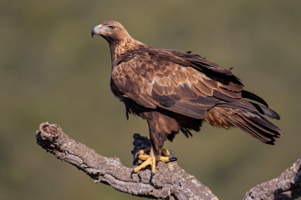 Águila real - Aquila chrysaetos