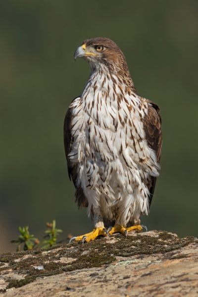 Águila perdicera - Aquila fasciata