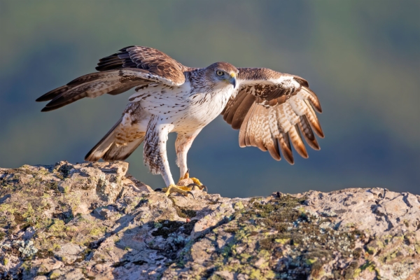 Águila perdicera - Aquila fasciata