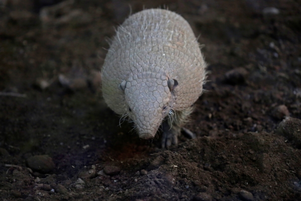 Armadillo peludo o quirquincho grande - Chaetophractus villosus