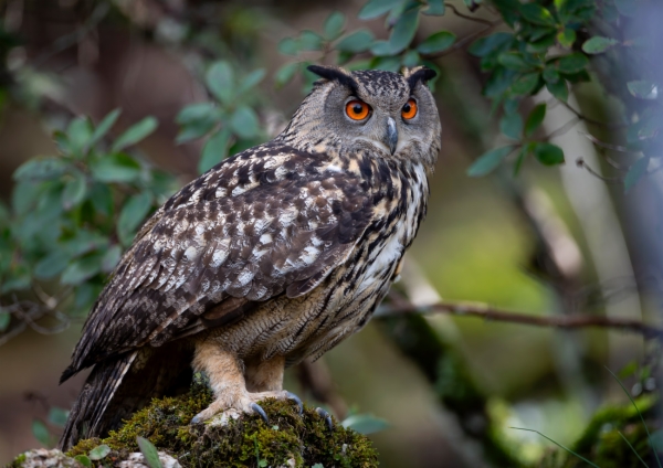 Buho real - Bubo bubo