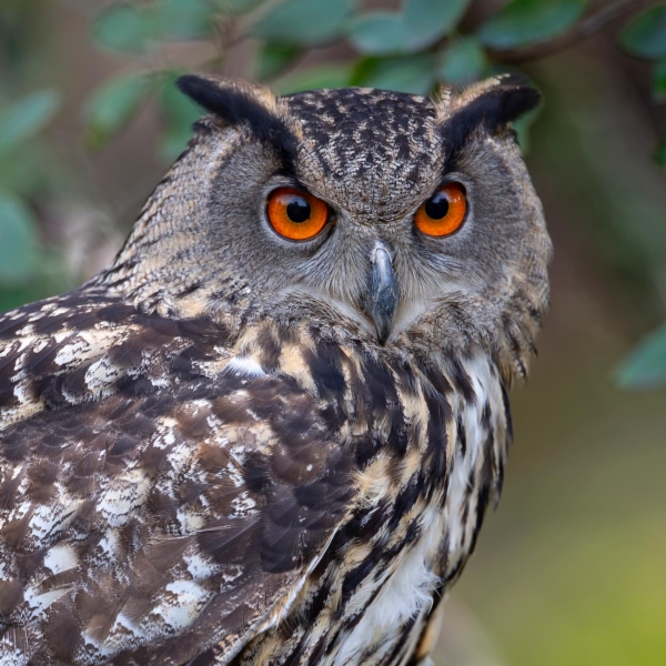 Buho real - Bubo bubo