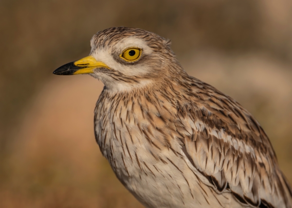 Alcaraván común - Burhinus oedicnemus