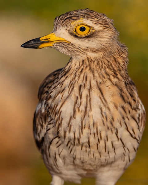 Alcaraván común - Burhinus oedicnemus