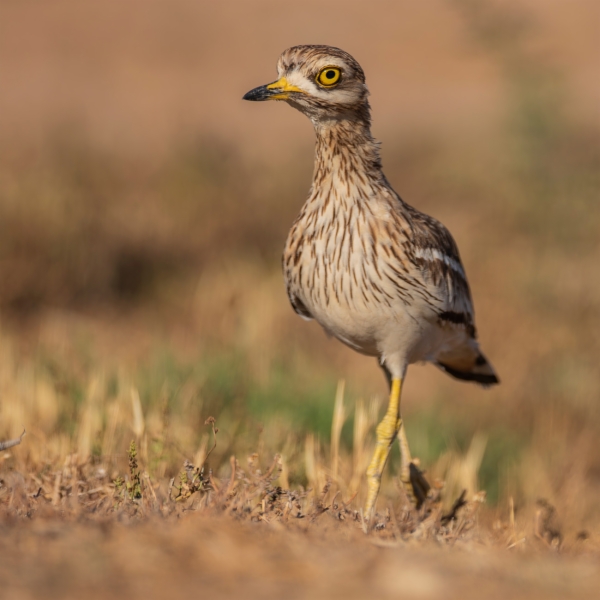 Alcaraván común - Burhinus oedicnemus