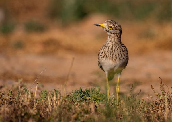 Alcaraván común - Burhinus oedicnemus