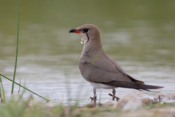 fotografía de Canastera común - Glareola pratincola
