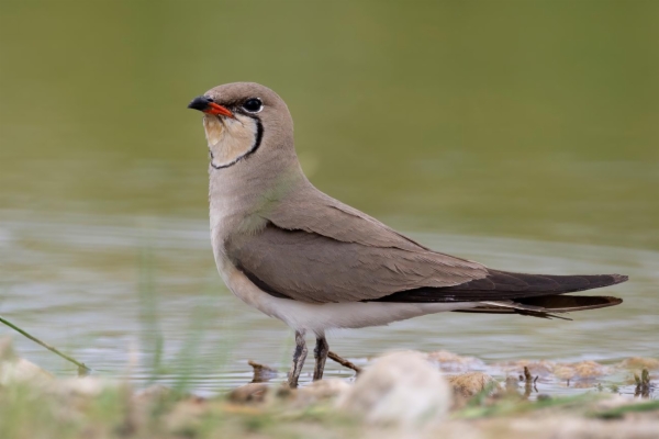 fotografía de Canastera común - Glareola pratincola