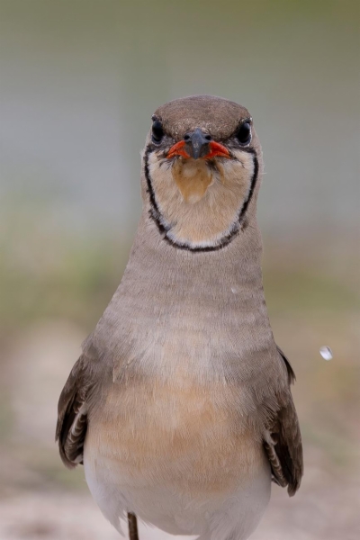 fotografía de Canastera común - Glareola pratincola