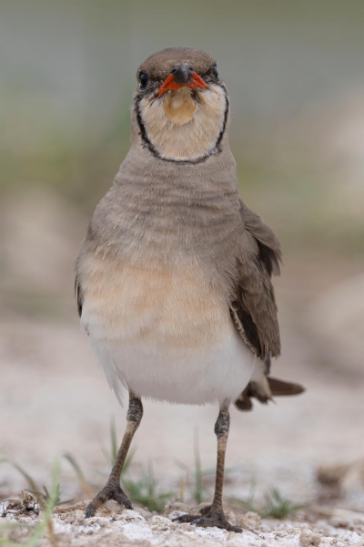 fotografía de Canastera común - Glareola pratincola