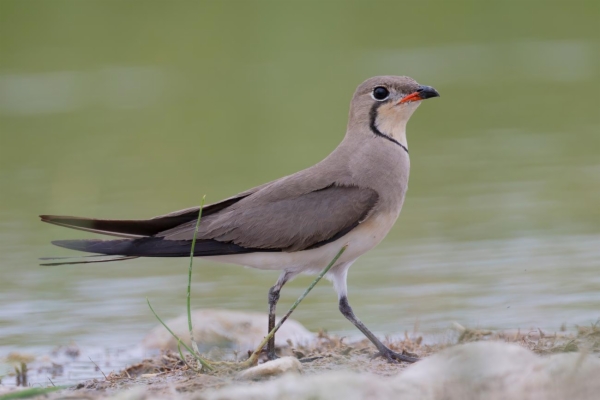 fotografía de Canastera común - Glareola pratincola