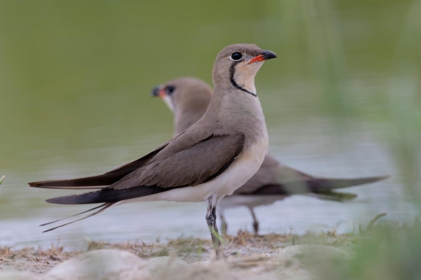 fotografía de Canastera común - Glareola pratincola