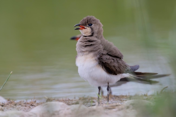 fotografía de Canastera común - Glareola pratincola